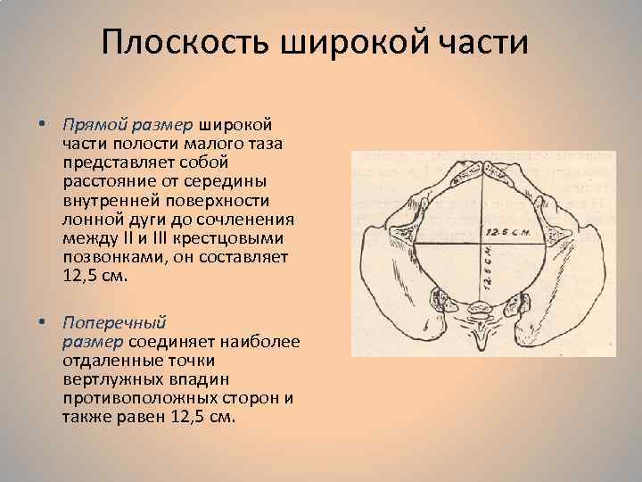 Женский таз с акушерской точки зрения презентация