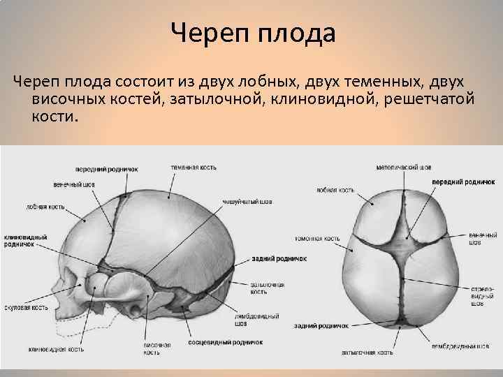 Череп младенца анатомия рисунок