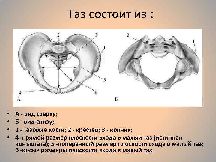 Таз человека фото