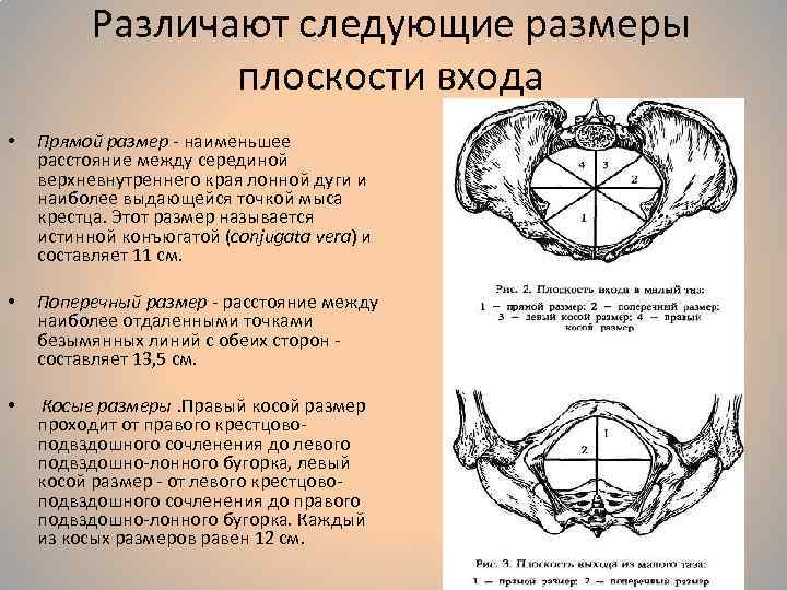 Женский таз с акушерской точки зрения презентация