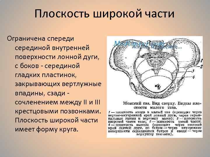 Плоскость широкой части Ограничена спереди серединой внутренней поверхности лонной дуги, с боков - серединой