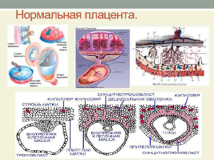 Нормальная плацента. 