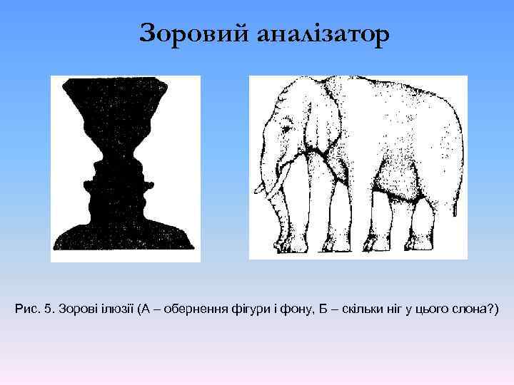 Зоровий аналізатор Рис. 5. Зорові ілюзії (А – обернення фігури і фону, Б –