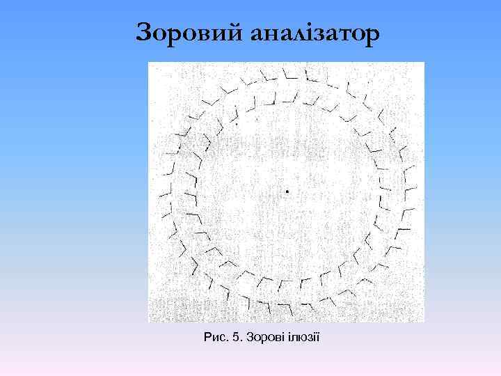 Зоровий аналізатор Рис. 5. Зорові ілюзії 