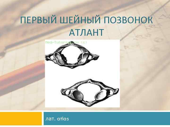 ПЕРВЫЙ ШЕЙНЫЙ ПОЗВОНОК АТЛАНТ лат. atlas 