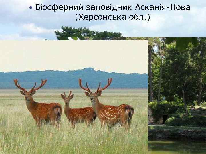  Біосферний заповідник Асканія-Нова (Херсонська обл. ) 