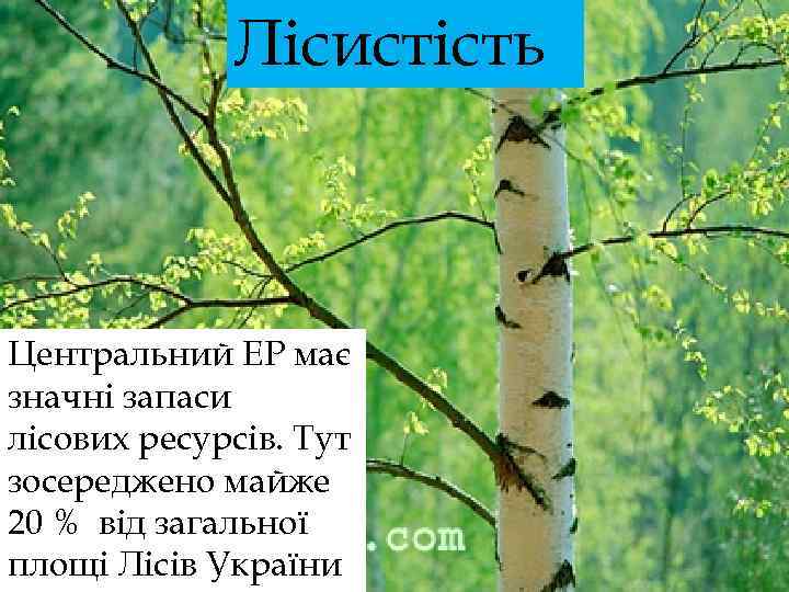 Лісистість Центральний ЕР має значні запаси лісових ресурсів. Тут зосереджено майже 20 % від