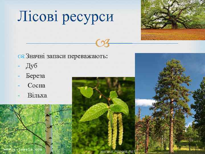 Лісові ресурси Значні запаси переважають: - Дуб - Береза - Сосна - Вільха 