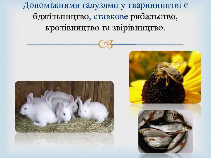 Допоміжними галузями у тваринництві є бджільництво, ставкове рибальство, кролівництво та звірівництво. 