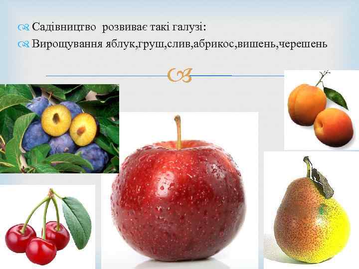  Садівництво розвиває такі галузі: Вирощування яблук, груш, слив, абрикос, вишень, черешень 