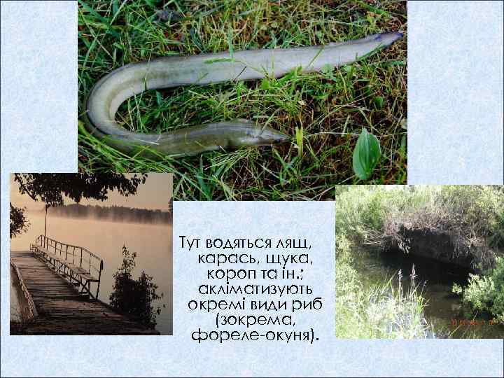 Тут водяться лящ, карась, щука, короп та ін. ; акліматизують окремі види риб (зокрема,