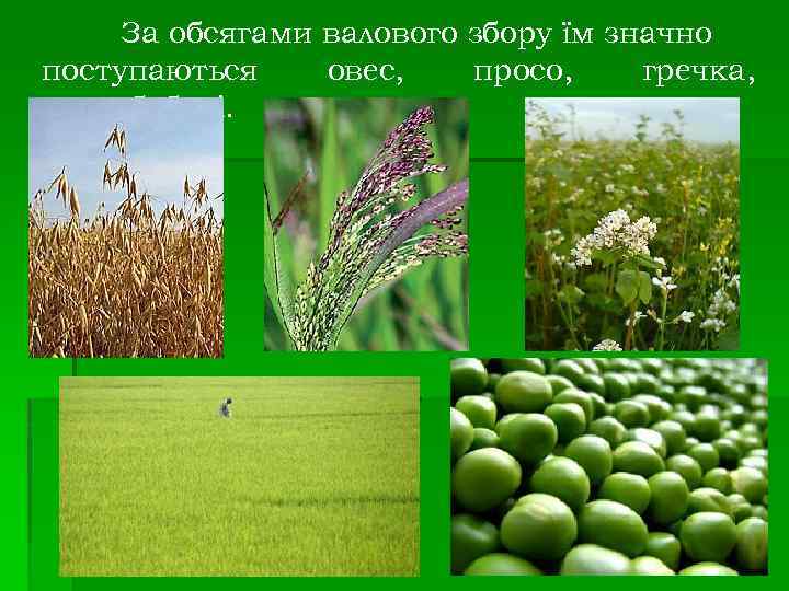 За обсягами валового збору їм значно поступаються овес, просо, гречка, зернобобові. 