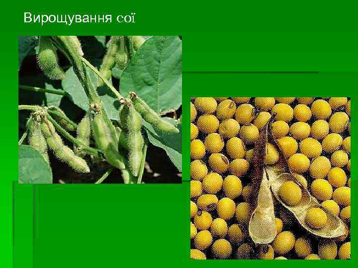 Вирощування сої 