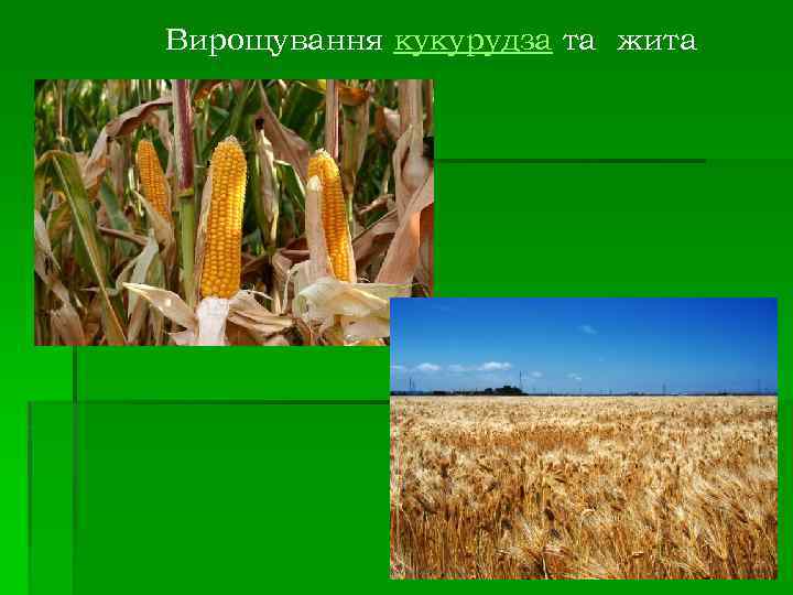Вирощування кукурудза та жита 