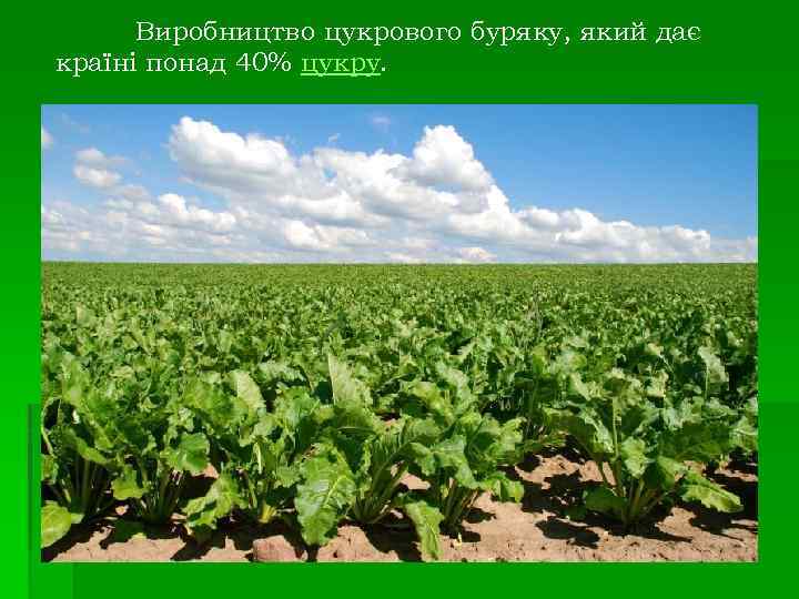 Виробництво цукрового буряку, який дає країні понад 40% цукру. 