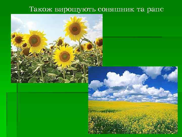 Також вирощують соняшник та рапс 