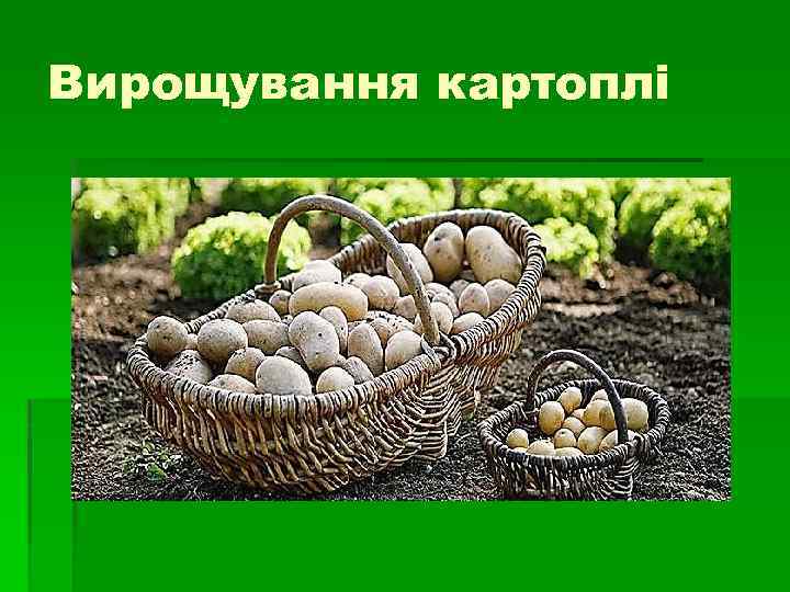 Вирощування картоплі 