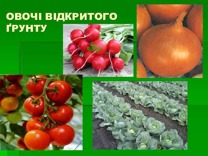 ОВОЧІ ВІДКРИТОГО ҐРУНТУ 