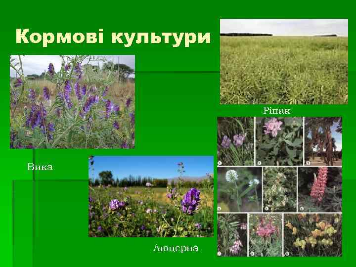 Кормові культури Ріпак Вика Люцерна 