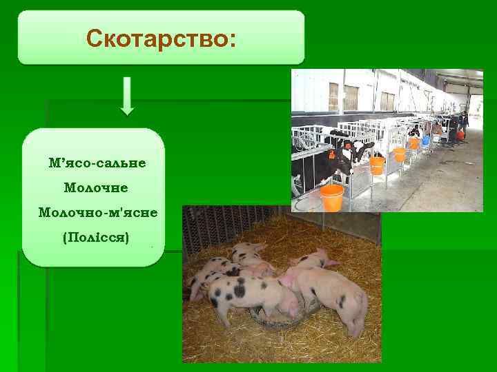 Скотарство: М’ясо-сальне Молочно-м'ясне (Полісся) 