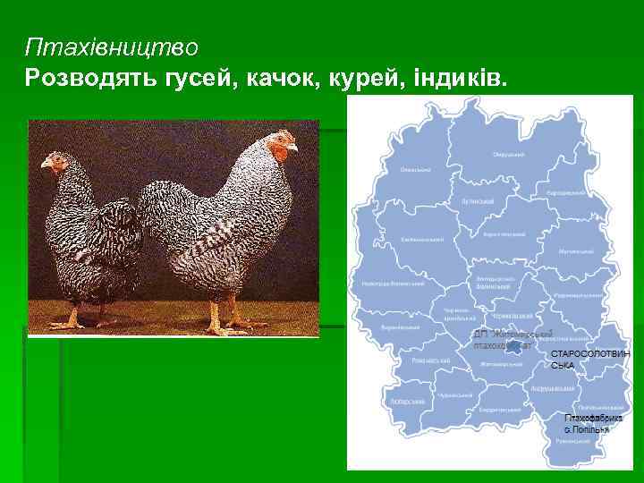 Птахівництво Розводять гусей, качок, курей, індиків. 