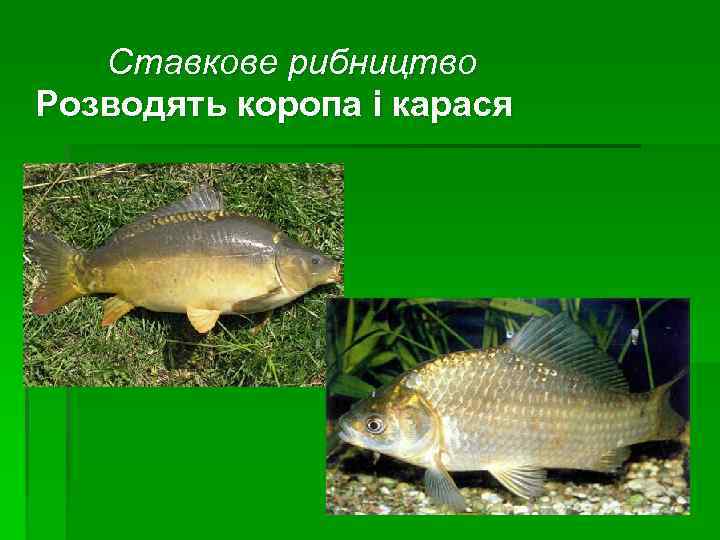 Ставкове рибництво Розводять коропа і карася 