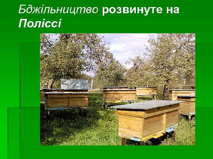 Бджільництво розвинуте на Поліссі 