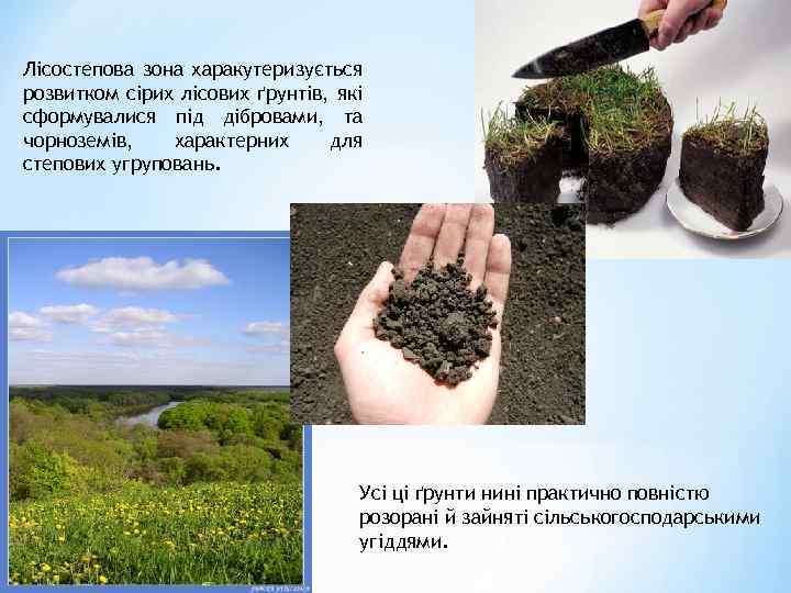 Лісостепова зона харакутеризується розвитком сірих лісових ґрунтів, які сформувалися під дібровами, та чорноземів, характерних