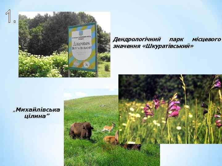 Дендрологічний парк місцевого значення «Шкуратівський» „Михайлівська цілина” 