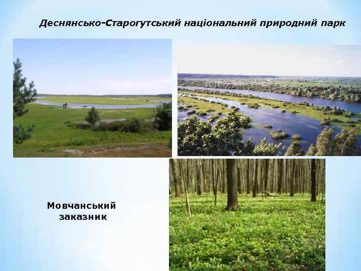 Деснянсько-Старогутський національний природний парк Мовчанський заказник 