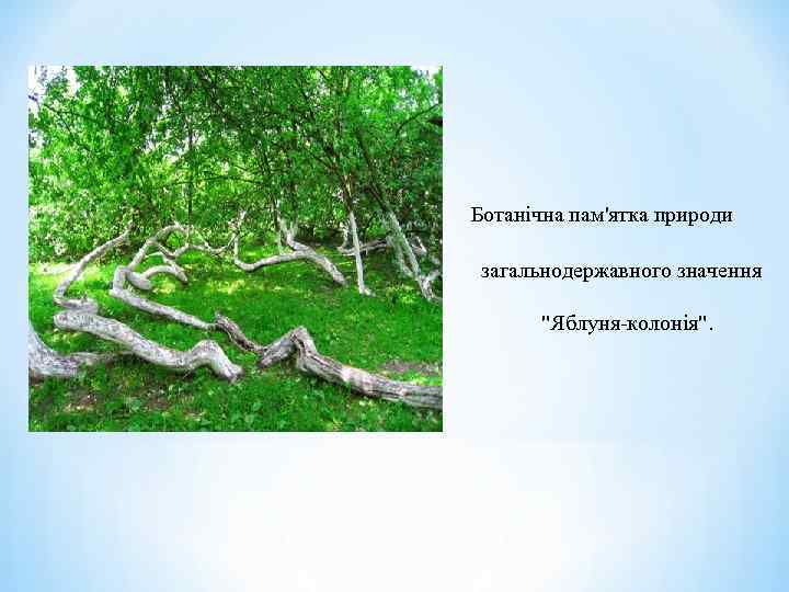 Ботанічна пам'ятка природи загальнодержавного значення 