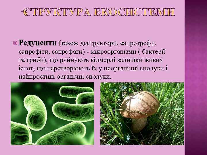  Редуценти (також деструктори, сапротрофи, сапрофіти, сапрофаги) - мікроорганізми ( бактерії та гриби), що