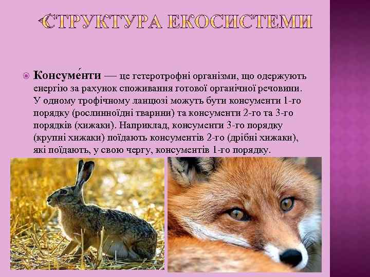  Консуме нти — це гетеротрофні організми, що одержують енергію за рахунок споживання готової