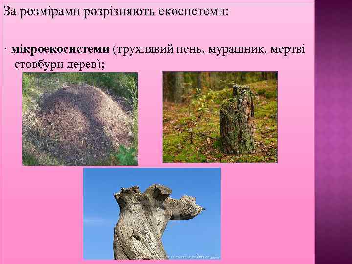 За розмірами розрізняють екосистеми: · мікроекосистеми (трухлявий пень, мурашник, мертві стовбури дерев); 