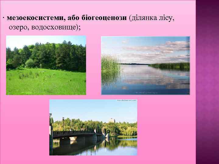 · мезоекосистеми, або біогеоценози (ділянка лісу, озеро, водосховище); 