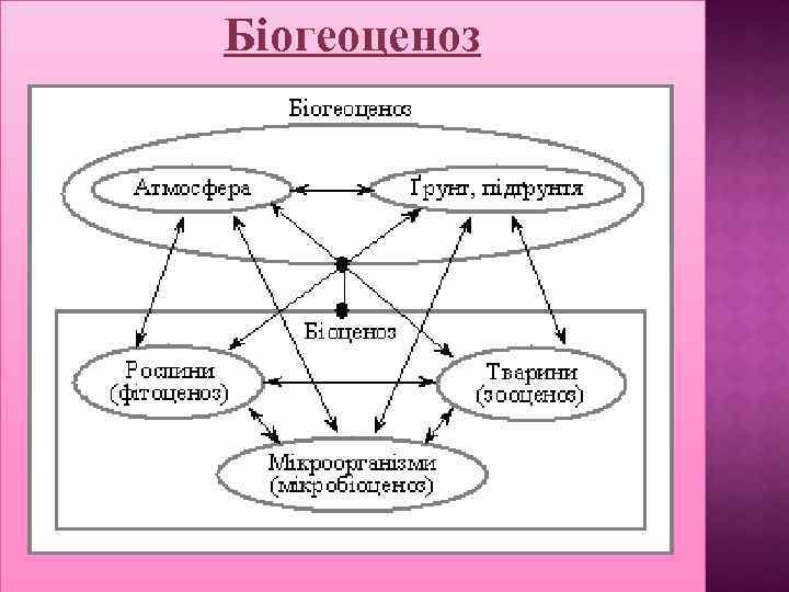 Біогеоценоз 