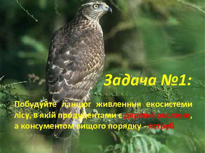 Задача № 1: Побудуйте ланцюг живленння екосистеми лісу, в якій продуцентами є деревні рослини,