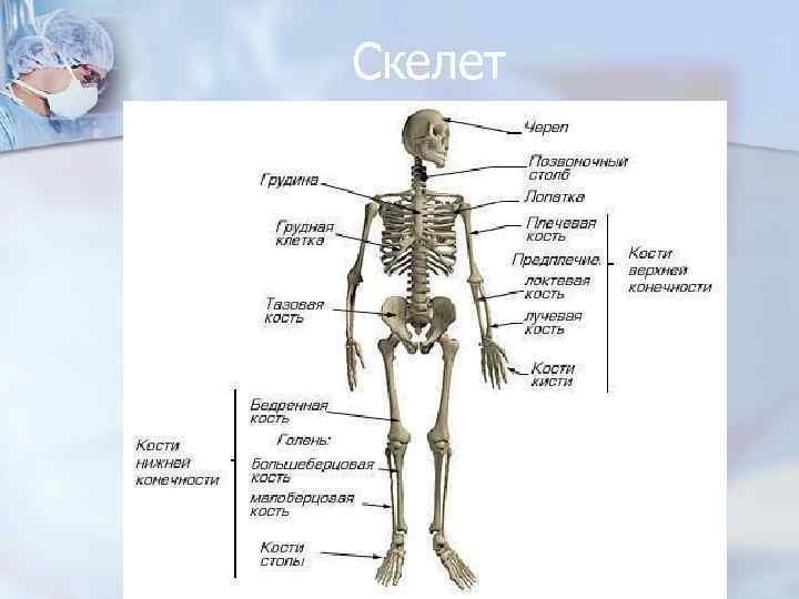 Скелет 