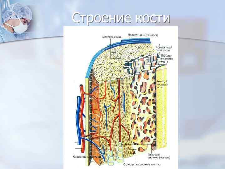 Строение кости 