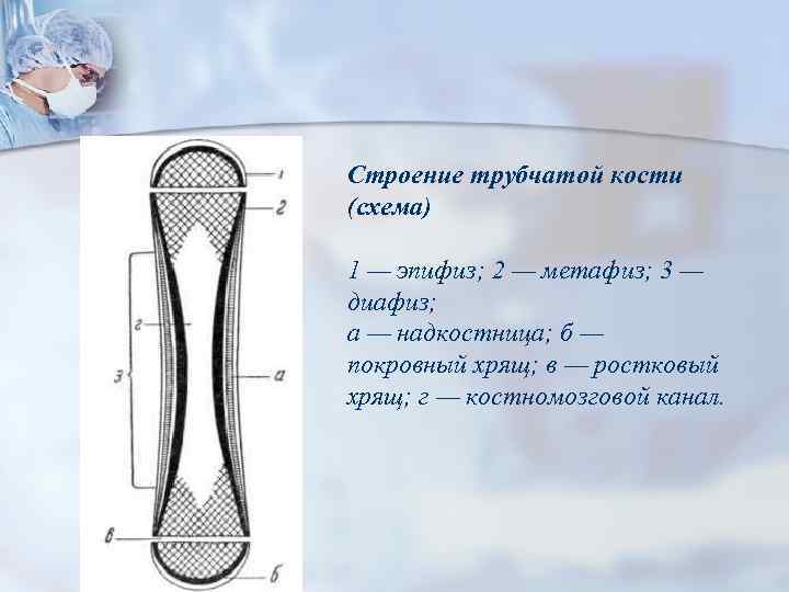 Образования костей схема