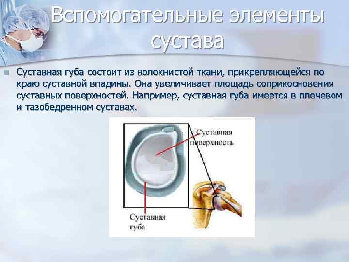 Вспомогательные элементы сустава n Суставная губа состоит из волокнистой ткани, прикрепляющейся по краю суставной