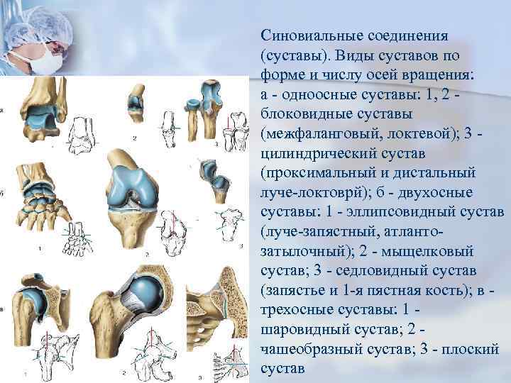 Какие есть суставы. Классификация суставов анатомия человека. Седловидный сустав. Типы соединения суставов. Одноосные суставы.