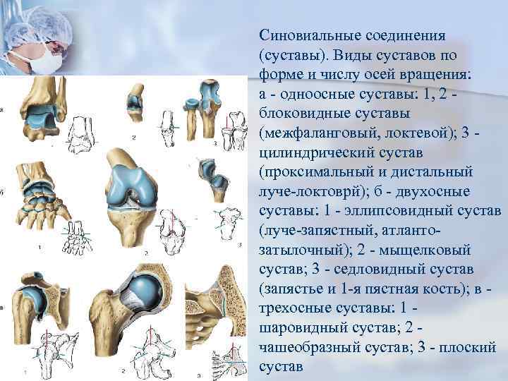 Соединение суставов. Классификация суставов анатомия человека. Седловидный сустав. Типы соединения суставов. Одноосные суставы.