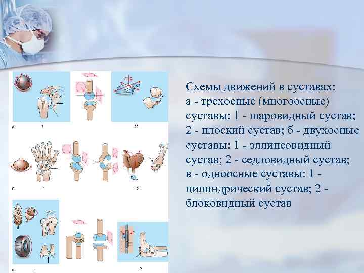 Схемы движений в суставах: а - трехосные (многоосные) суставы: 1 - шаровидный сустав; 2