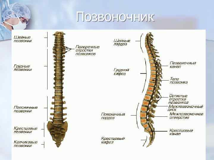 Позвоночник 