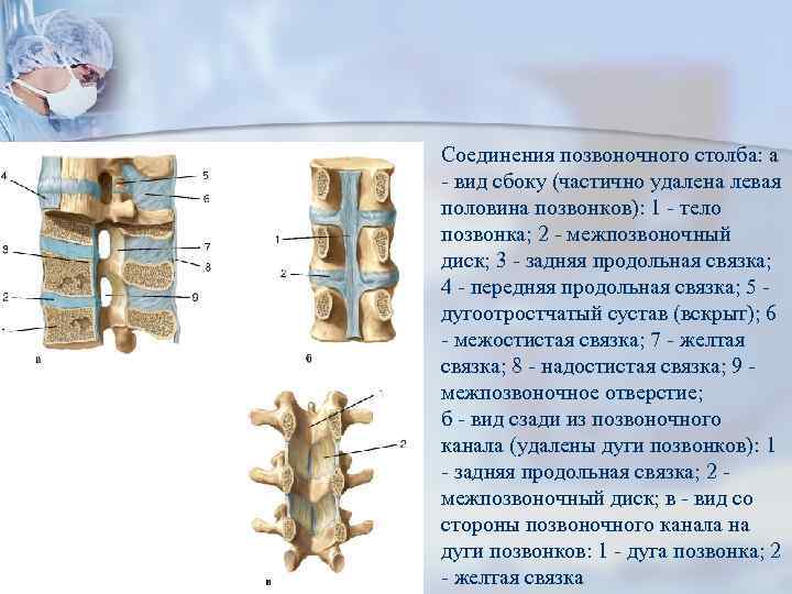 Соединения позвоночника суставы. Соединение позвонков вид сбоку. Позвонки поясничного отдела Тип соединения костей. Вид соединения костей в позвоночном столбе. Соединения позвоночного столба анатомия кратко.