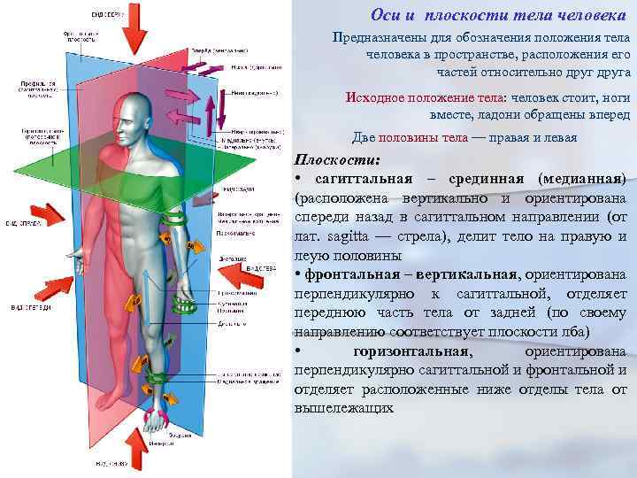 Три плоскости тела. Оси и плоскости тела. Анатомические плоскости и оси. Оси тела человека. Анатомическая номенклатура оси и плоскости тела человека.