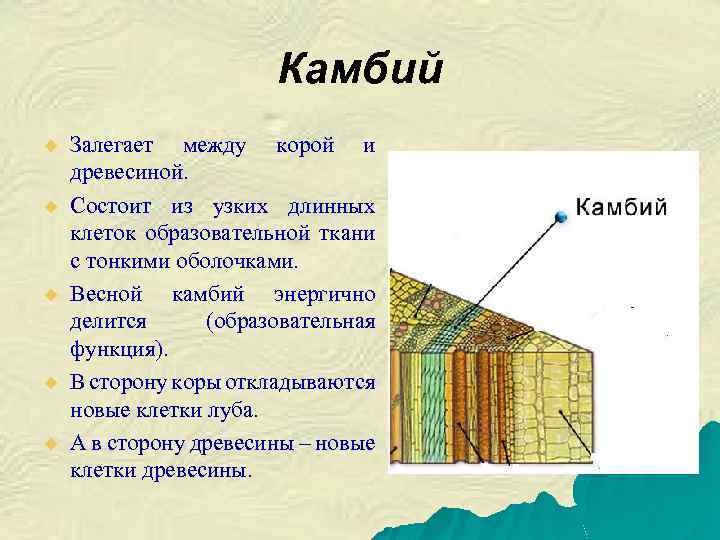 Камбий u u u Залегает между корой и древесиной. Состоит из узких длинных клеток