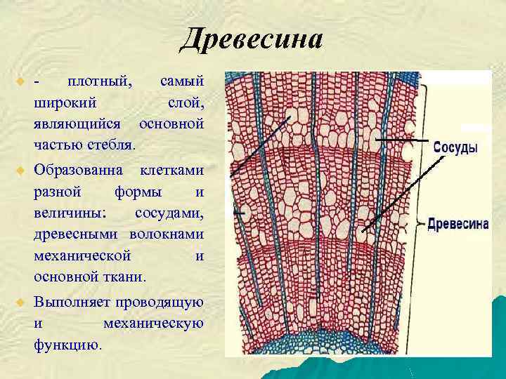 Древесина u плотный, самый широкий слой, являющийся основной частью стебля. u Образованна клетками разной