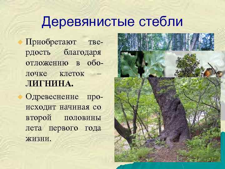 Деревянистые стебли Приобретают твердость благодаря отложению в оболочке клеток – ЛИГНИНА. u Одревеснение происходит